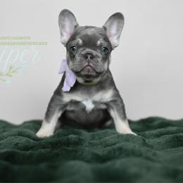 JUNIPER - Tricolors female French Bulldog puppy in Blue Ridge, Texas from Beason’s HomeGrown Frenchies