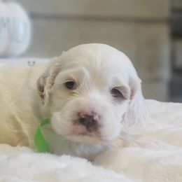 Cockapoo, Cocker Spaniel, and Goldendoodle Puppies from Robbin's Treasures