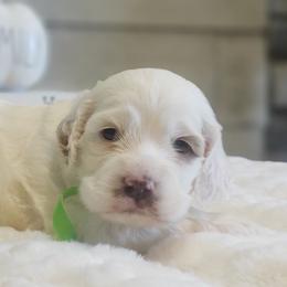 Cockapoo, Cocker Spaniel, and Goldendoodle Puppies from Robbin's Treasures