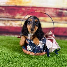 Wasabi - Dapple male Dachshund puppy in Westport, Kentucky from Lonestar Creek Farm