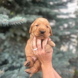 Boy 2 - Dark golden male Golden Retriever puppy in Utah from Deseret Peak Goldens