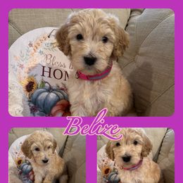 Belize - Goldendoodle puppy from Zona’s Teddybear GoldenDoodles