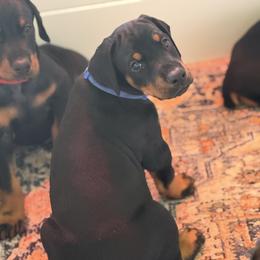 Boo - Black and rust male Doberman Pinscher puppy in Mason, Texas from Hill Country Family Dobermans