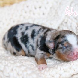 Waffle - Blue merle female Toy Australian Shepherd puppy in Charlestown, Indiana from Hydden Aussies
