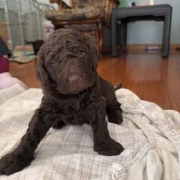 Goldendoodle Puppies from Dani’s Doodles
