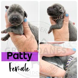 Patty - Blue female Great Dane puppy in Sac City, Iowa from Northern Great Danes of Colorado & Iowa