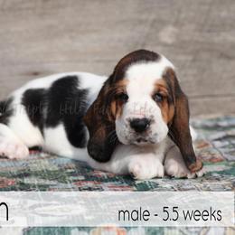 Dean - Black white and brown male Basset Hound puppy in Jefferson City, Missouri from Triple Hill Farm