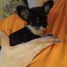 Baby - Black and white female Chihuahua puppy in Federalsburg, Maryland from Mobley Chihuahuas