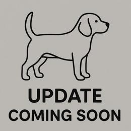 Sprout - Black tan and white male Beagle puppy in Rose Bud, Arkansas from Rajun Cajun Kennels