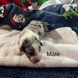 Merle 1 - Blue merle male Australian Shepherd puppy in Loganville, Georgia from Howell Aussies