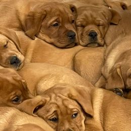 Labrador Retrievers from Copper Kennels