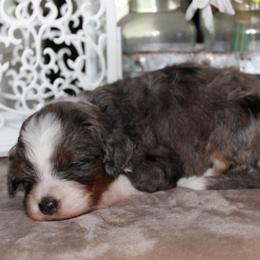 Jade - Blue merle female Bernedoodle puppy in Eagle Mountain, Utah from Fur Real Puppies.