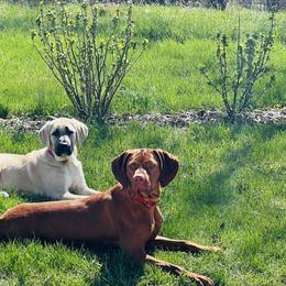 Anatolian Shepherd Dogs and Vizslas from Royal Kennels