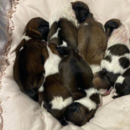 Bulldog, Poodle, and Shih Tzu Puppies from Shih_doodle_Co