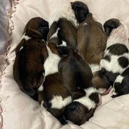Bulldog, Poodle, and Shih Tzu Puppies from Shih_doodle_Co
