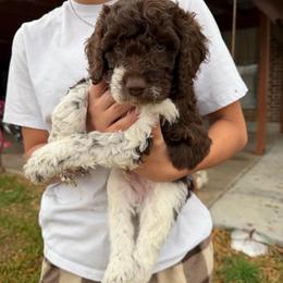 S'mores - Parti male Double Doodle puppy in Yoakum, Texas from The Scott’s Dood Ranch