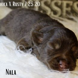 Miniature Australian Shepherd and Toy Australian Shepherd Puppies from TK Mini & Toy Aussies