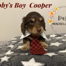 Cooper - Chocolate and cream male Dachshund puppy in Kissimmee, Florida from Dazzling Frenchies and Doxies