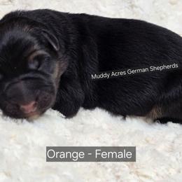 Orange - Black and tan female German Shepherd puppy in Tony, Wisconsin from Muddy Acres German Shepherds