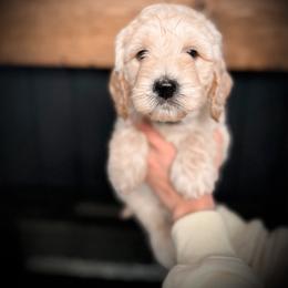 Ziggy- blue collar male - Cream male Goldendoodle puppy in Silsbee, Texas from Barkley Lane Doodles LLC