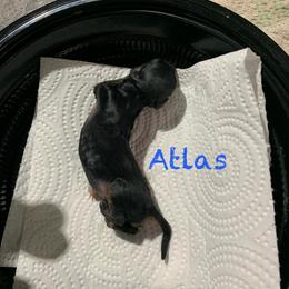 Atlas - Black and tan male Yorkshire Terrier puppy in Tulsa, Oklahoma from Yorker Puppy Palace