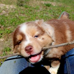 Miniature Australian Shepherd Puppies from AussiesRus