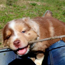 Miniature Australian Shepherd Puppies from AussiesRus