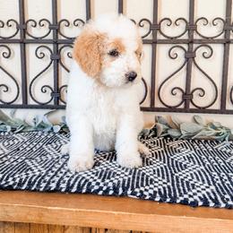 Lemonade Pink (aka Lemmy) - White and orange female Saint Berdoodle puppy in Beaver, Utah from Rocky Ridge Ranch