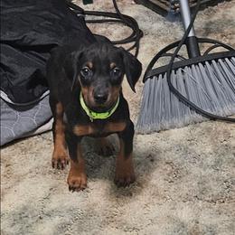 Nova - Black and rust female Doberman Pinscher puppy in Mount Orab, Ohio from Heyne Kennels