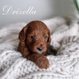 Girl 2 - female Goldendoodle puppy in Corona, California from West Coast Goldendoodles