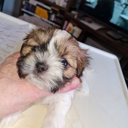 Boy 2 - Red and white male Shih Tzu puppy in Bethlehem, Pennsylvania from Cinnamon's Shih Tzus