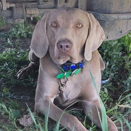 Nym - Weimaraner