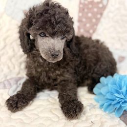 Ash - Silver male Poodle puppy in Poplarville, Mississippi from Southern Belle Poodles