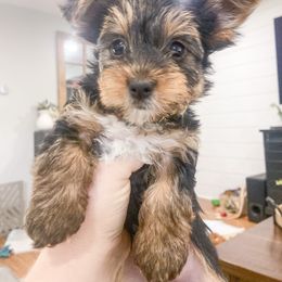 Yorkshire Terrier Puppies from Elaine’s Pup Co.