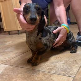 Petey - Dachshund