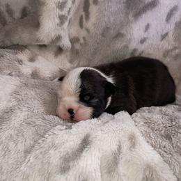Zuli - Miss Blue (Eye) Brindle girl - Black brindle and white female Boston Terrier puppy in Hamilton, Montana from Reds Studio