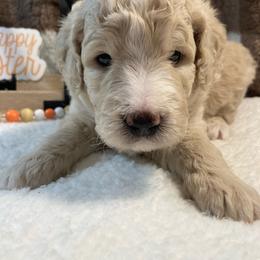 Miney - Cream male Goldendoodle puppy in White Pigeon, Michigan from Delaryedoodles