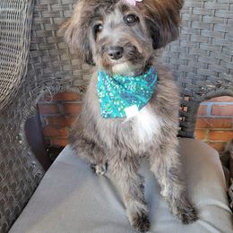 Aussiedoodle and Goldendoodle Puppies from Saddle Hill Farms