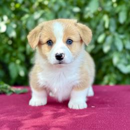 Ricky - White and red male Pembroke Welsh Corgi puppy in Saint Ignatius, Montana from Rustic Barn Kennels