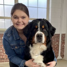 Bernese Mountain Dog All Grown Up from Carma Que’s Bernese Mountain Dogs