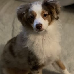 Miniature Australian Shepherds from Gilmore Aussie Posse of Florida Pure-bred Miniature Australian Shepherds