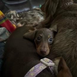 Teddy - Chocolate male Dachshund puppy in Salem, Oregon from Ide's of March Dachshunds