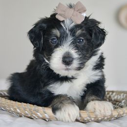 Mistletoe - Black and white male Bernedoodle puppy in Apple Creek, Ohio from Arlene Hershberger