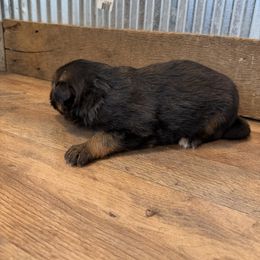 Winter - Black and red female German Shepherd puppy in Ridgeville, Indiana from McCord’s Standard Aussies
