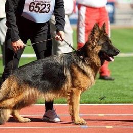 Vence vom Gebenbacher Land  - German Shepherd