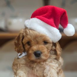 Acorn - Red male Cavapoo puppy in Glendale, Arizona from Cool Cavapoos