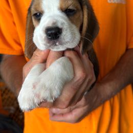 Lucy - Black tan and white female Beagle puppy in Rockwell, North Carolina from Knockhill Beagles