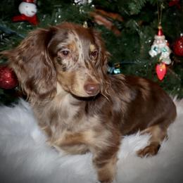 Dachshund Puppies from Bald Mountain Dachshunds