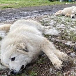 Great Pyrenees from White Wolf Ranch