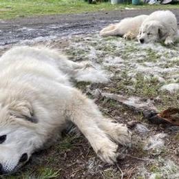 Great Pyrenees from White Wolf Ranch